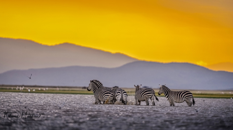 Amboseli-Sunset with Zebras