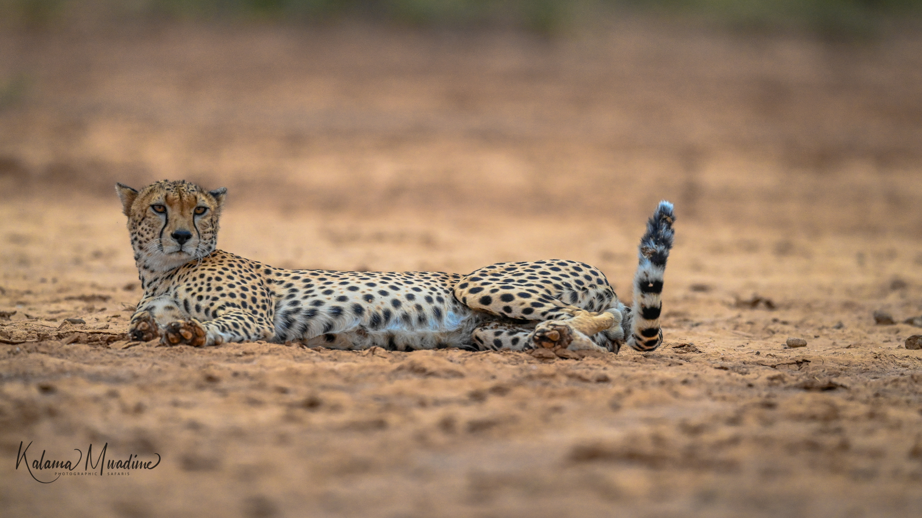 Samburu lone Male Cheetah