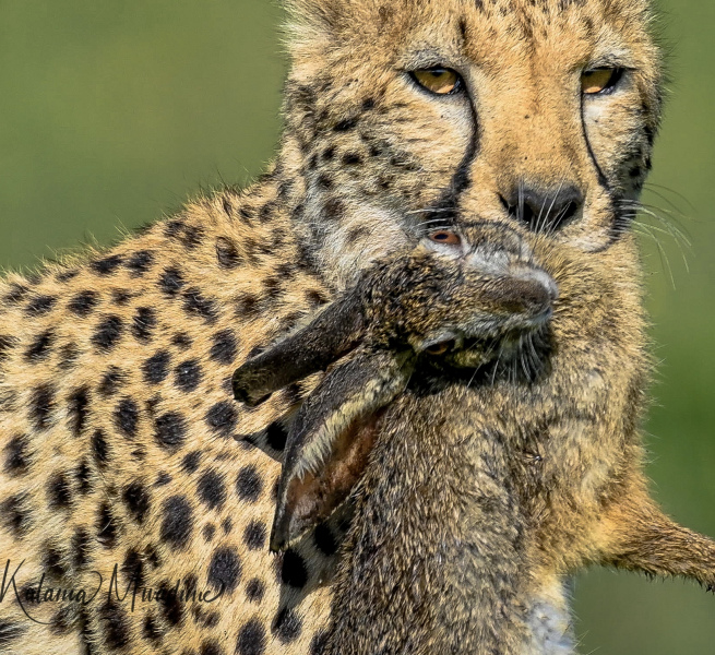 Ndutu Cheetah with a rabbit kill