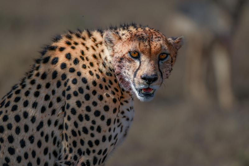 Olpejeta Cheetah with a kill