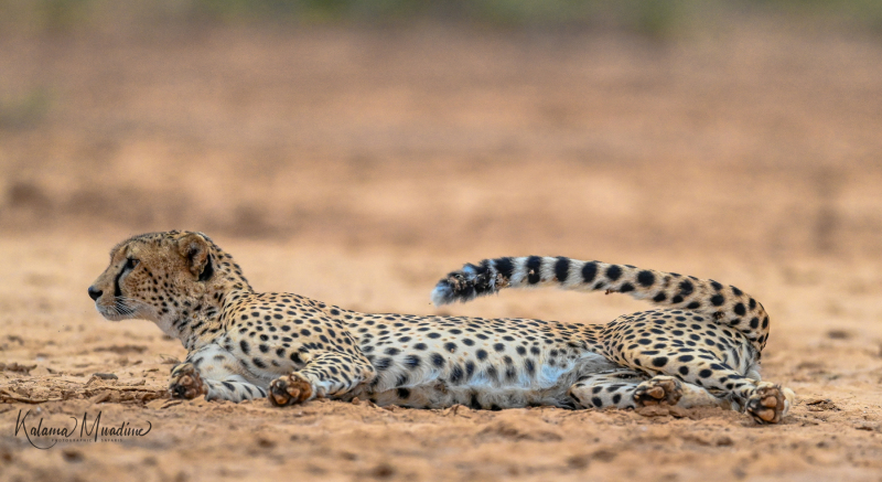 Samburu Lone make cheetah