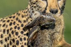 Ndutu Cheetah with a rabbit kill