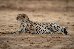 Samburu Lone male cheetah