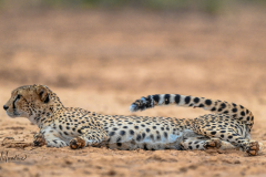 Samburu Lone make cheetah