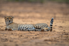 Samburu lone Male Cheetah