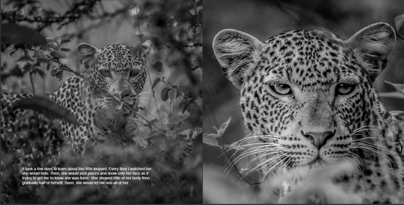 This is Black & White Photo of a young Leopard from Nairobi National Park.