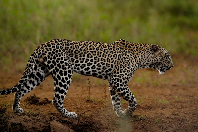 Kilaguni Tsavo Area