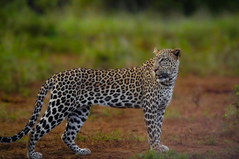 Kilaguni Tsavo Area