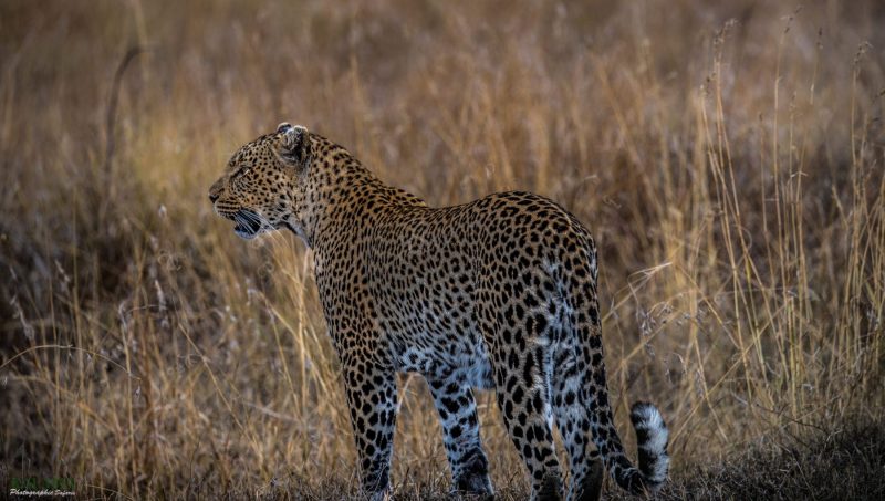 A beautiful female from Serengeti . got this shot a few moments before she killed a  reedbuck