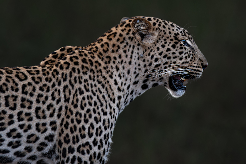Kilaguni Tsavo Area