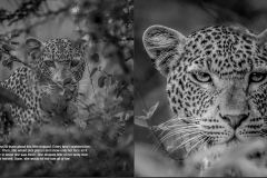 This is Black & White Photo of a young Leopard from Nairobi National Park.