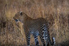 A beautiful female from Serengeti . got this shot a few moments before she killed a  reedbuck