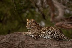 They said it was too late to go back, when a friend called on the radio that there was a female leopard near Tsavo  river in Ashnil .