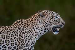 Kilaguni Tsavo Area