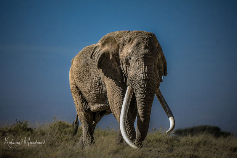 Amboseli only remaining giant male Elephant