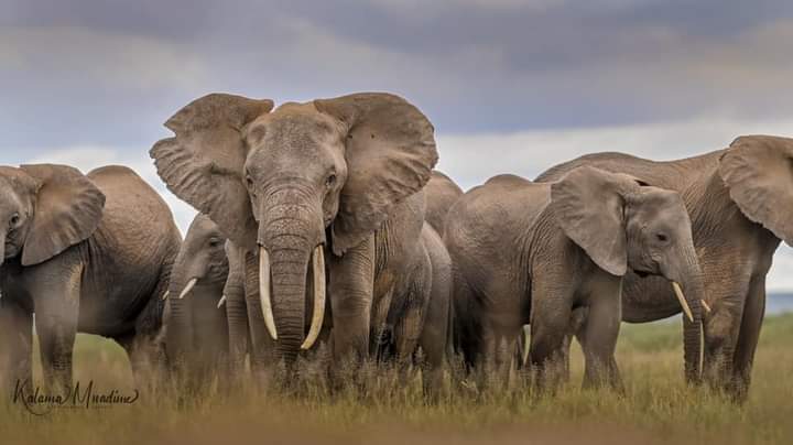Amboseli elephant Family