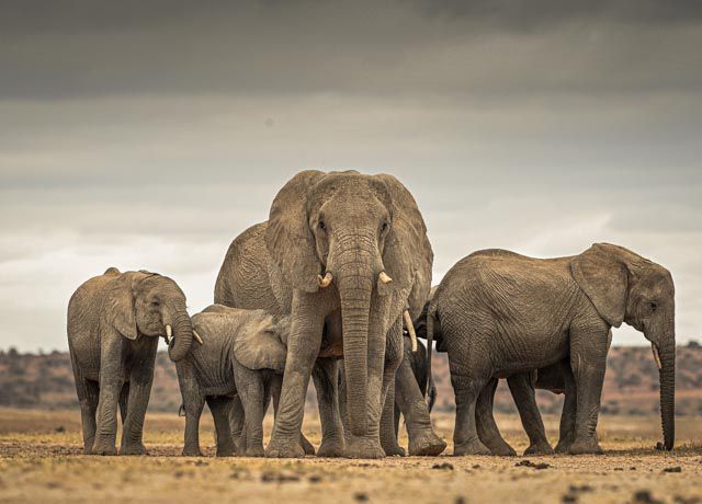 Amboseli elephant Family