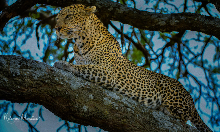 Leopards in Kenya - Kalama Safaris