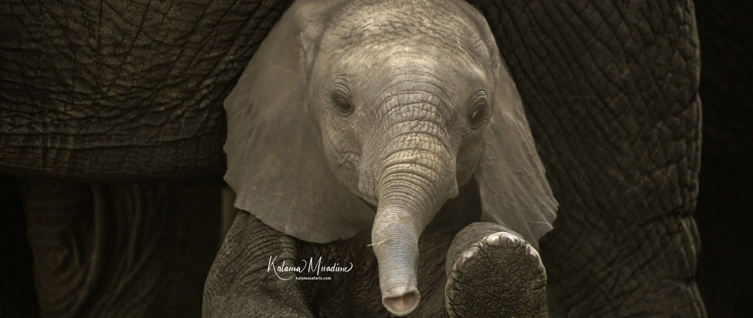 A Tiny Trunk and a Big Heart: Our Most Heartwarming Safari Moment in Tsavo