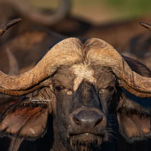 KENYA: BIG FIVE & MORE – 7 DAYS