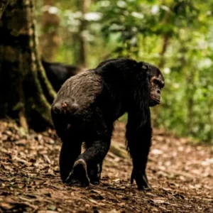 Rwanda: Chimpanzees & More - 7 Days