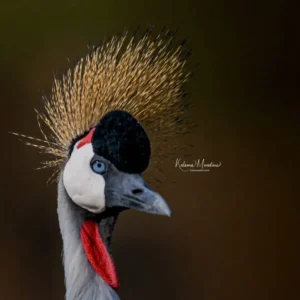 Kenya: Birds & More - 7 Days