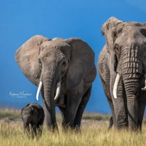 KENYA: ELEPHANTS & MORE – 7 DAYS