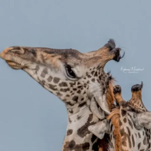KENYA: GIRAFFES & MORE – 14 DAYS