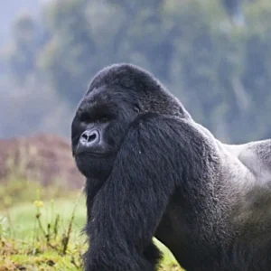 Rwanda: Gorillas & More - 7 Days