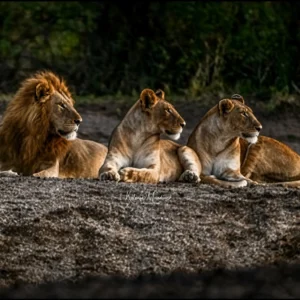 TANZANIA: JAN-APR – BIG CATS & MORE – 7 DAYS