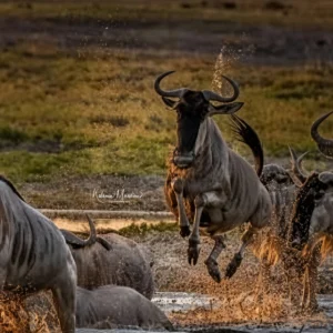 TANZANIA: MIGRATION & MORE – 7 DAYS