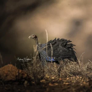 East Africa: Birds & More - 14 days