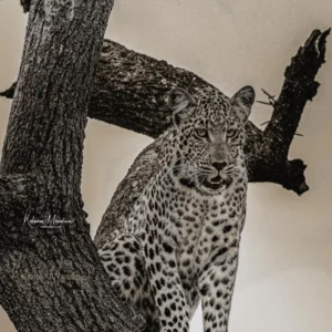 EAST AFRICA: JAN-APR - BIG CATS & MORE – 14 DAYS