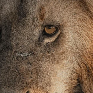 EAST AFRICA: MAY-DEC - BIG CATS & MORE – 14 DAYS