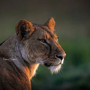KENYA: BIG FIVE & MORE – 14 DAYS