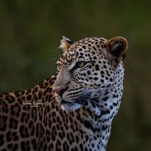 Kenya: Big Cats & More – 7 Days