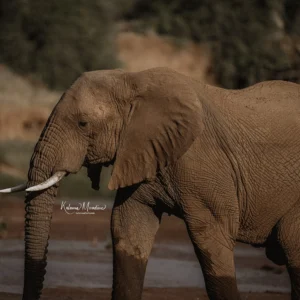 KENYA: ELEPHANTS & MORE – 14 DAYS