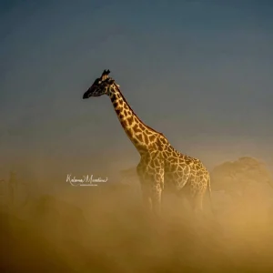 KENYA: GIRAFFES & MORE – 7 DAYS