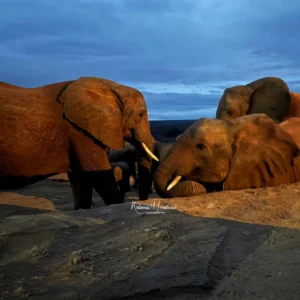 KENYA: ORPHAN ELEPHANTS & MORE – 14 DAYS
