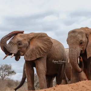 KENYA: ORPHAN ELEPHANTS & MORE - 7 DAYS