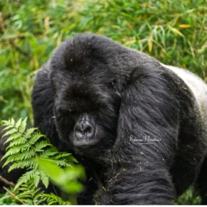 RWANDA: GORILLAS & MORE – 4 DAYS <br> <span>PRE-TOUR FOR 14 DAY SAFARIS</span>