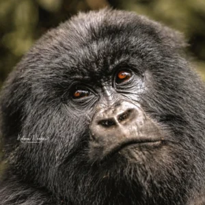 Rwanda: Primates & More - 7 Days