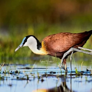 Tanzania: Birds & More - 7 Days