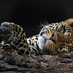 TANZANIA: MAY-DEC -  BIG CATS & MORE - 7 DAYS