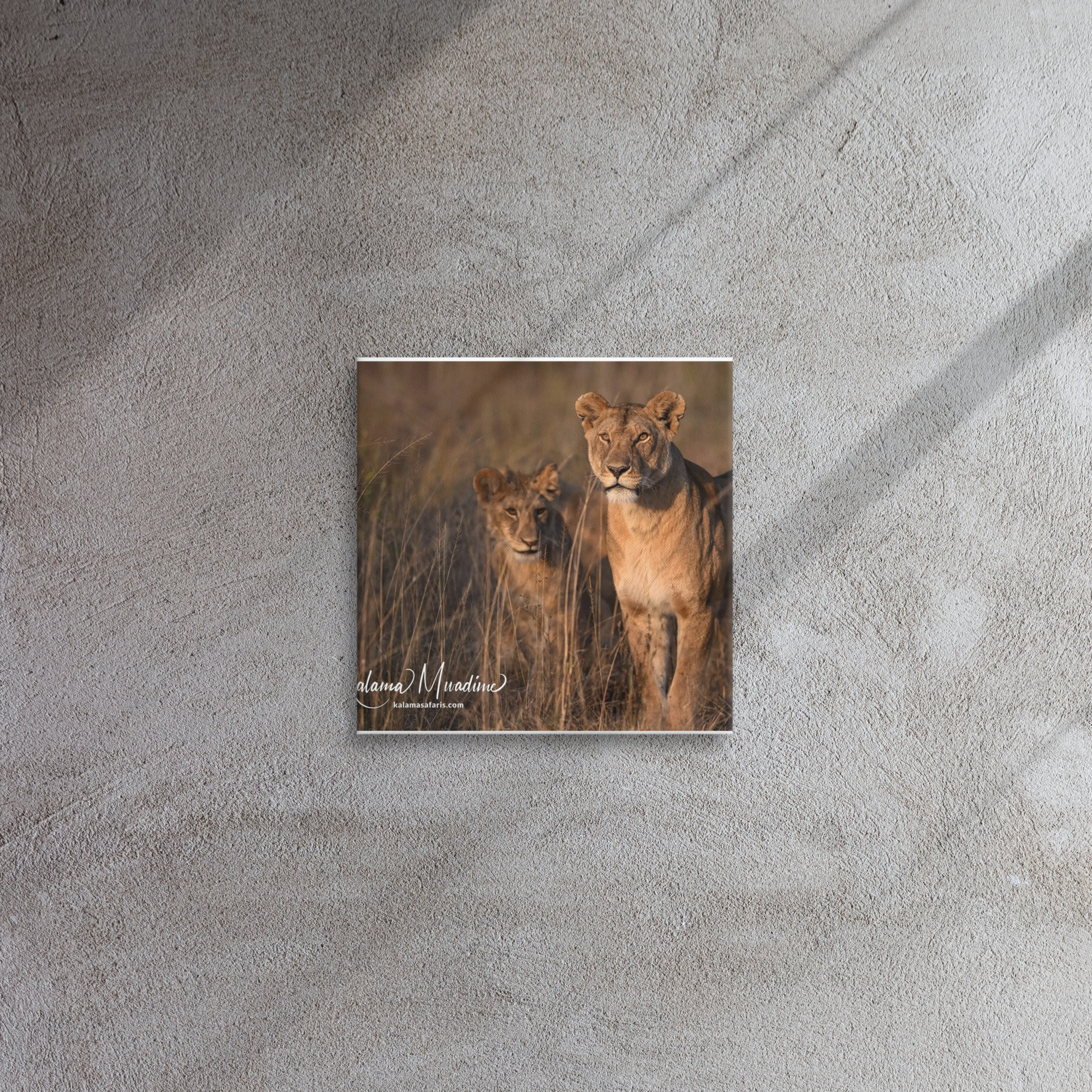 Female Lions - Thin Canvas - Image 2