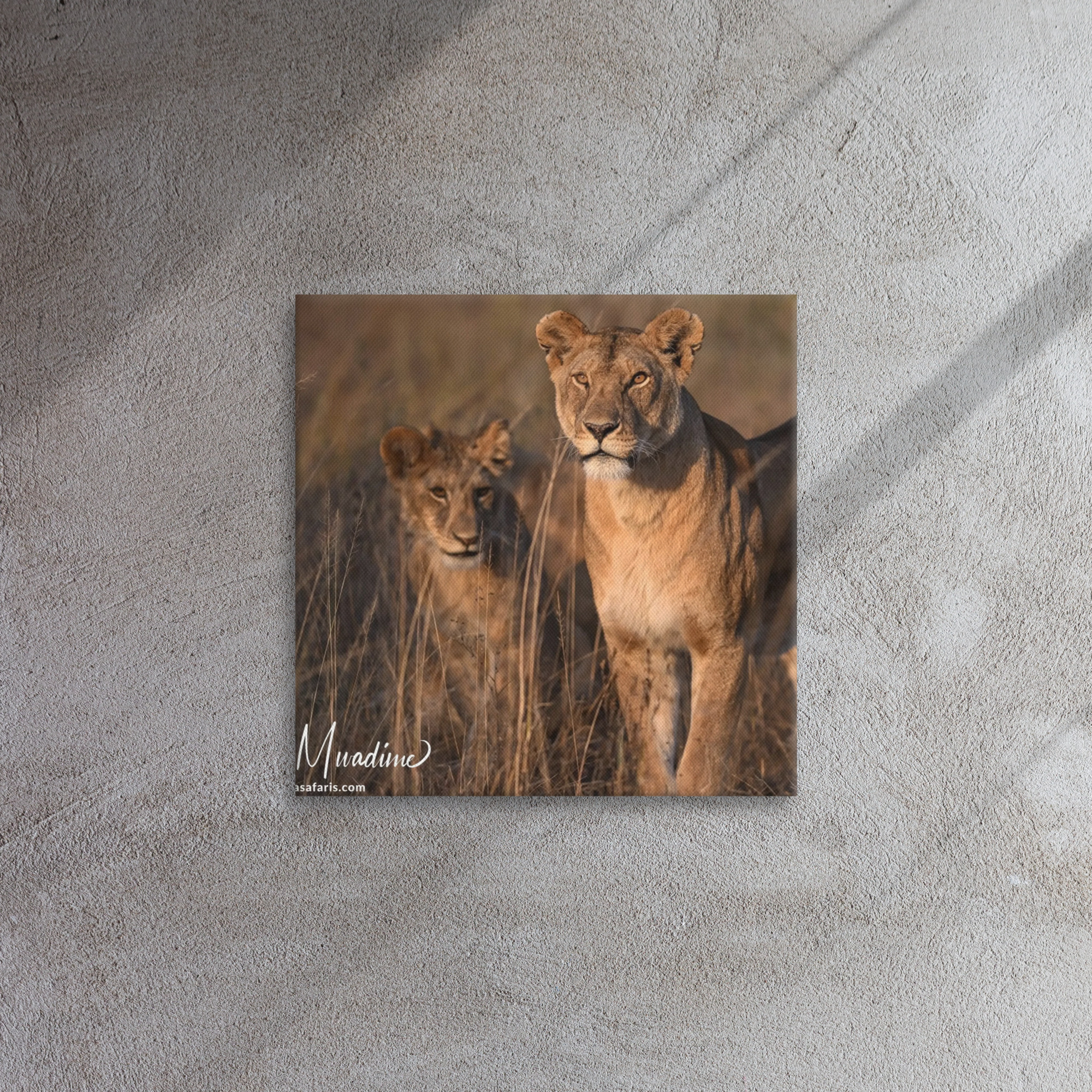 Female Lions - Thin Canvas - Image 3