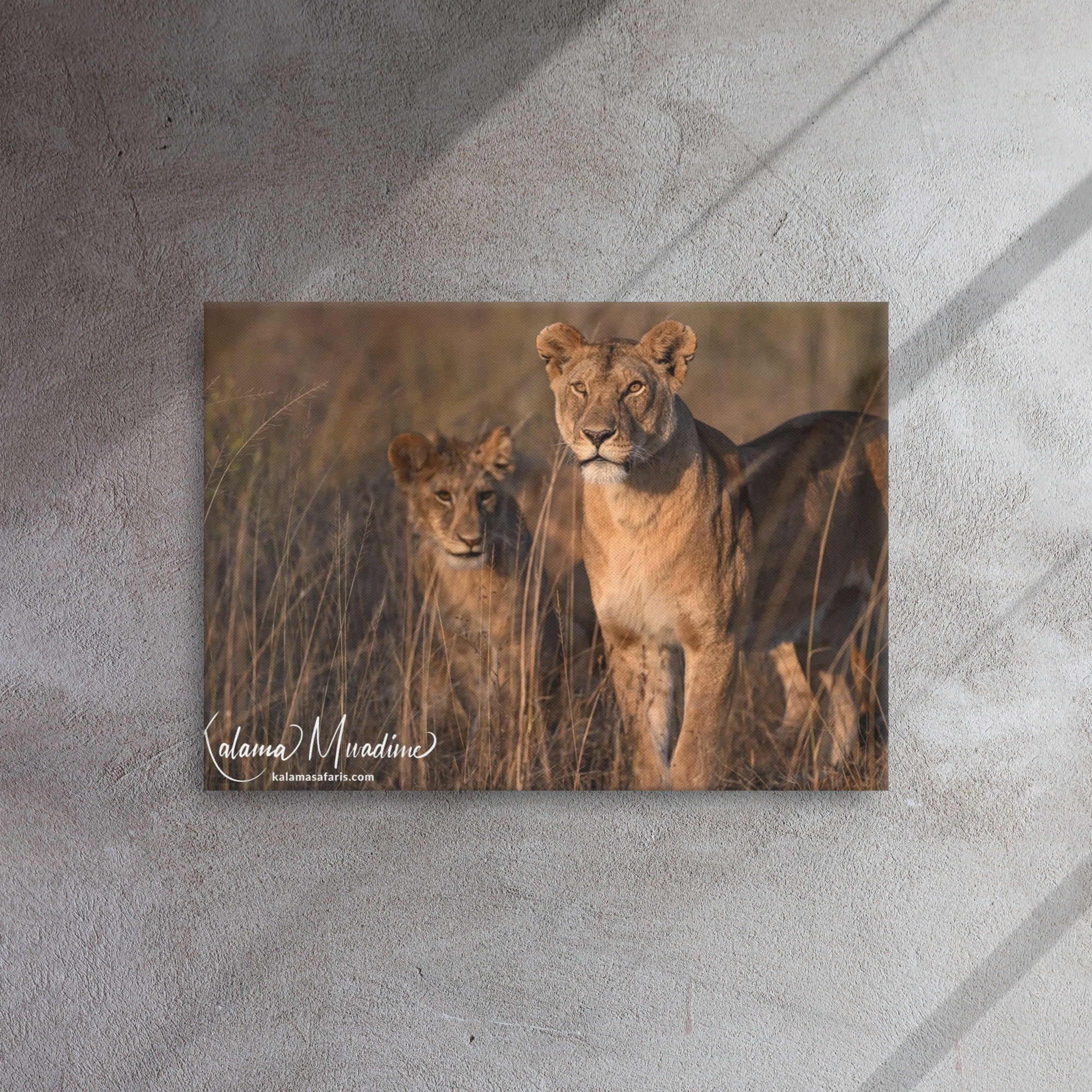 Female Lions - Thin Canvas