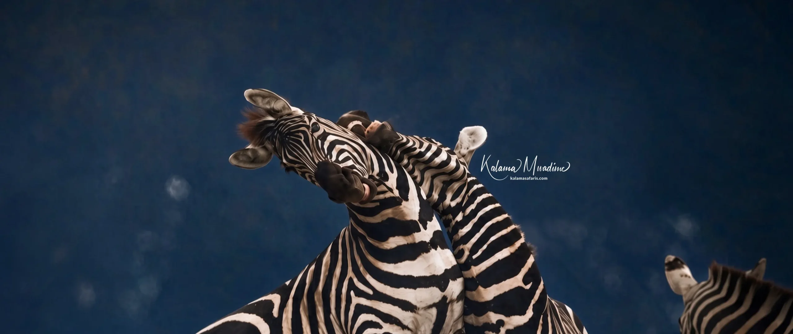 All Hell Broke Loose: A Zebra Love Triangle on Safari