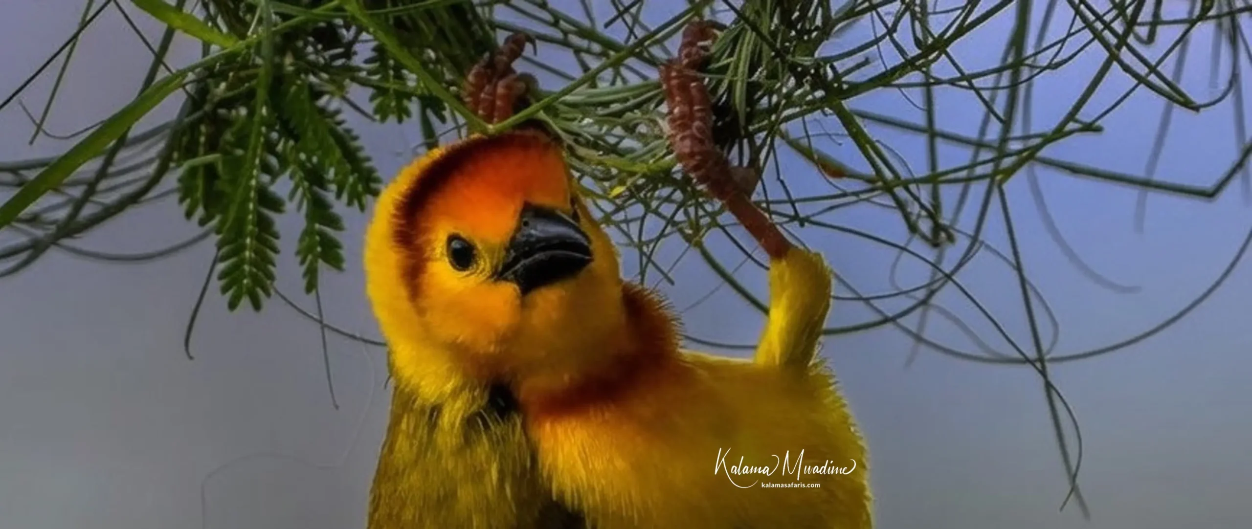 He Built Ten Nests… and She Still Flew Away