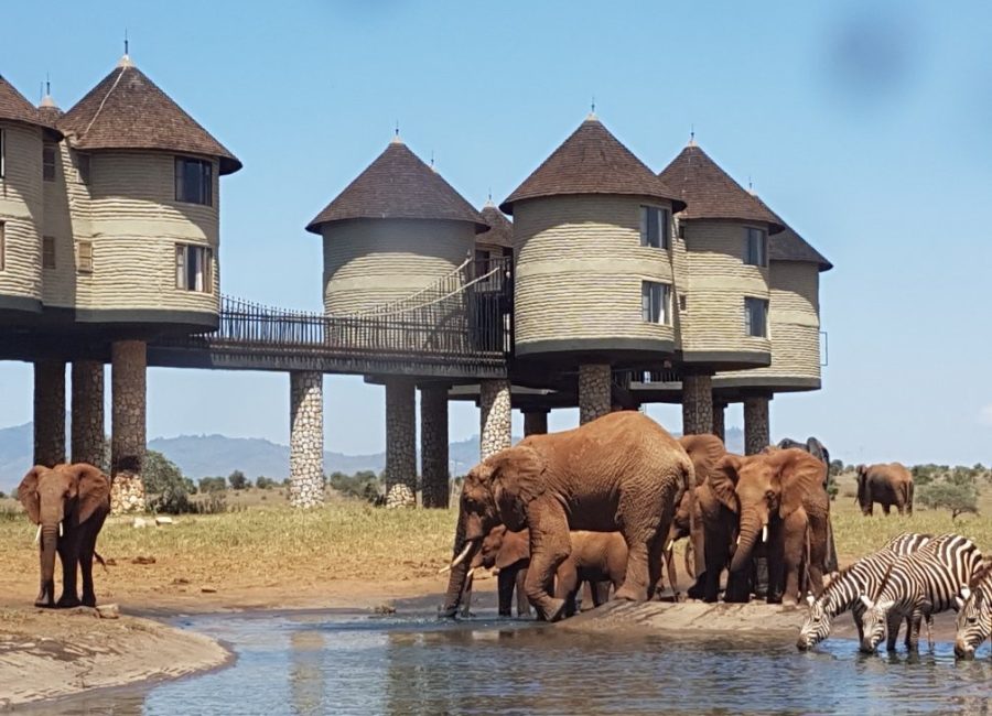 10 Sarova Salt Lick Game Lodge